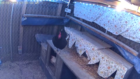 Waiting In Line On A Stormy Day To Lay An Egg
