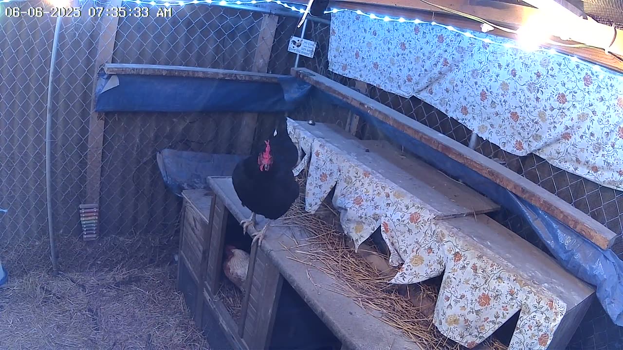 Waiting In Line On A Stormy Day To Lay An Egg