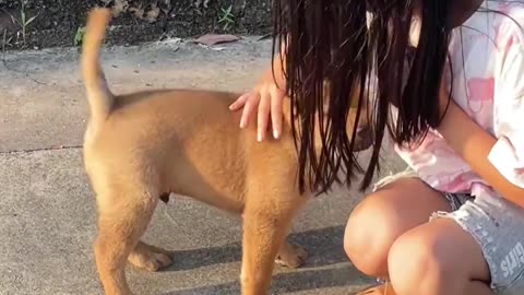 Faced with the caress of the little master, the puppy felt extremely happy