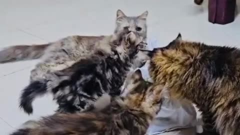 Animal Lovers