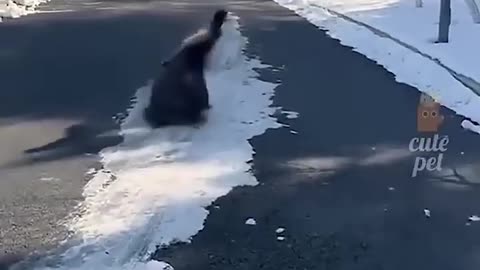 Funny Shorts
