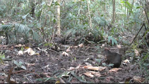 CUTIA ANIMAL CAPTURED BY HUNTING CAMERA