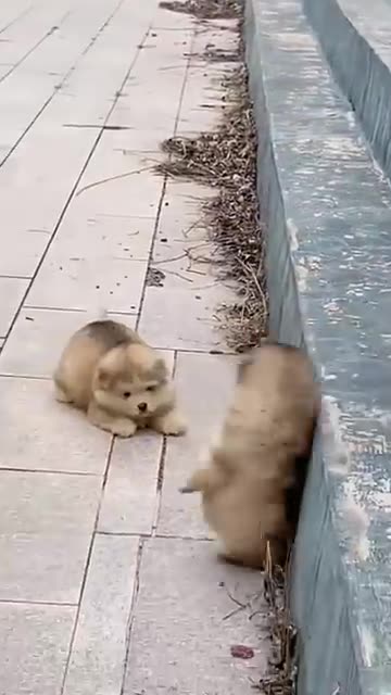 📺 Watch the full video – laughs guaranteed! 👍 Like | 💬 Comment | 🔔 Subscribe