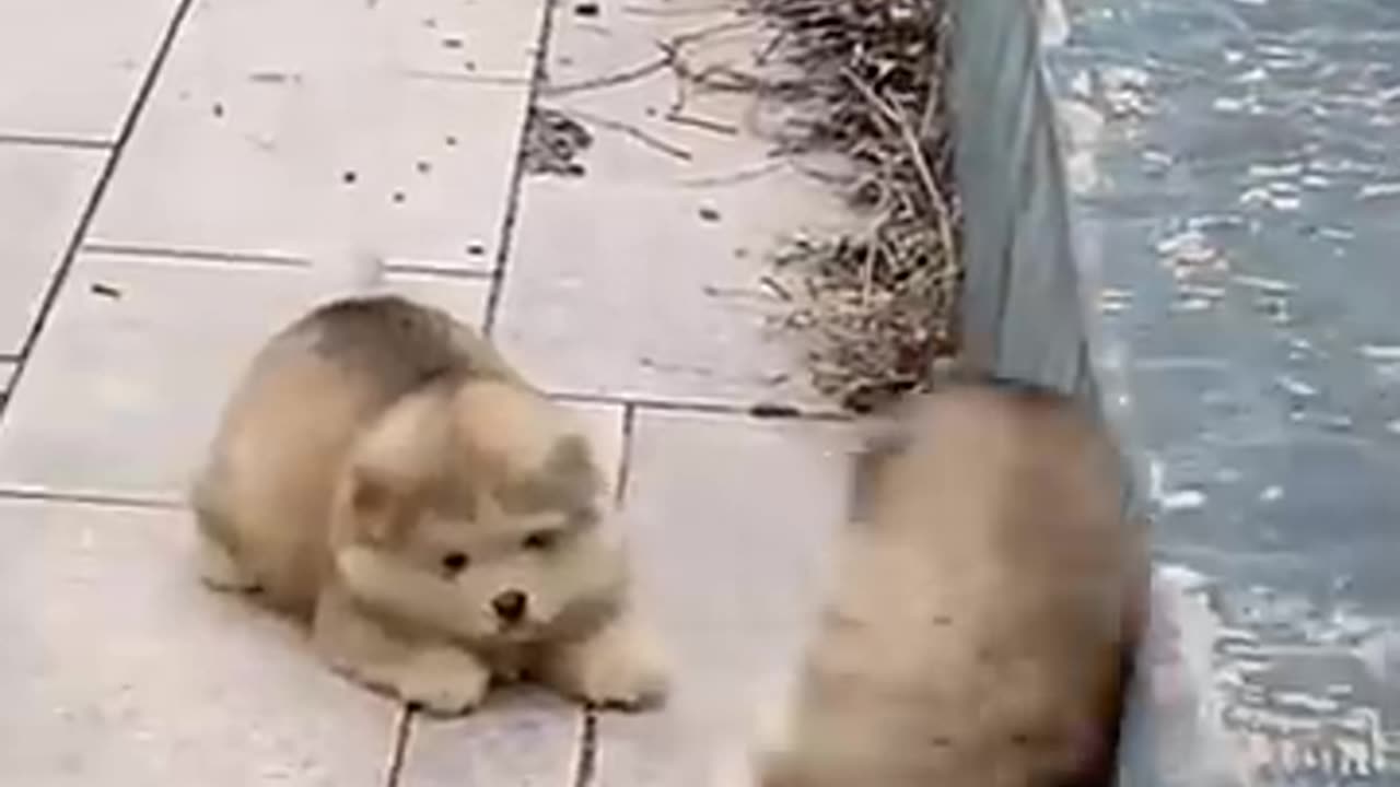 📺 Watch the full video – laughs guaranteed! 👍 Like | 💬 Comment | 🔔 Subscribe