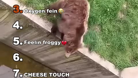 funny animals videos
