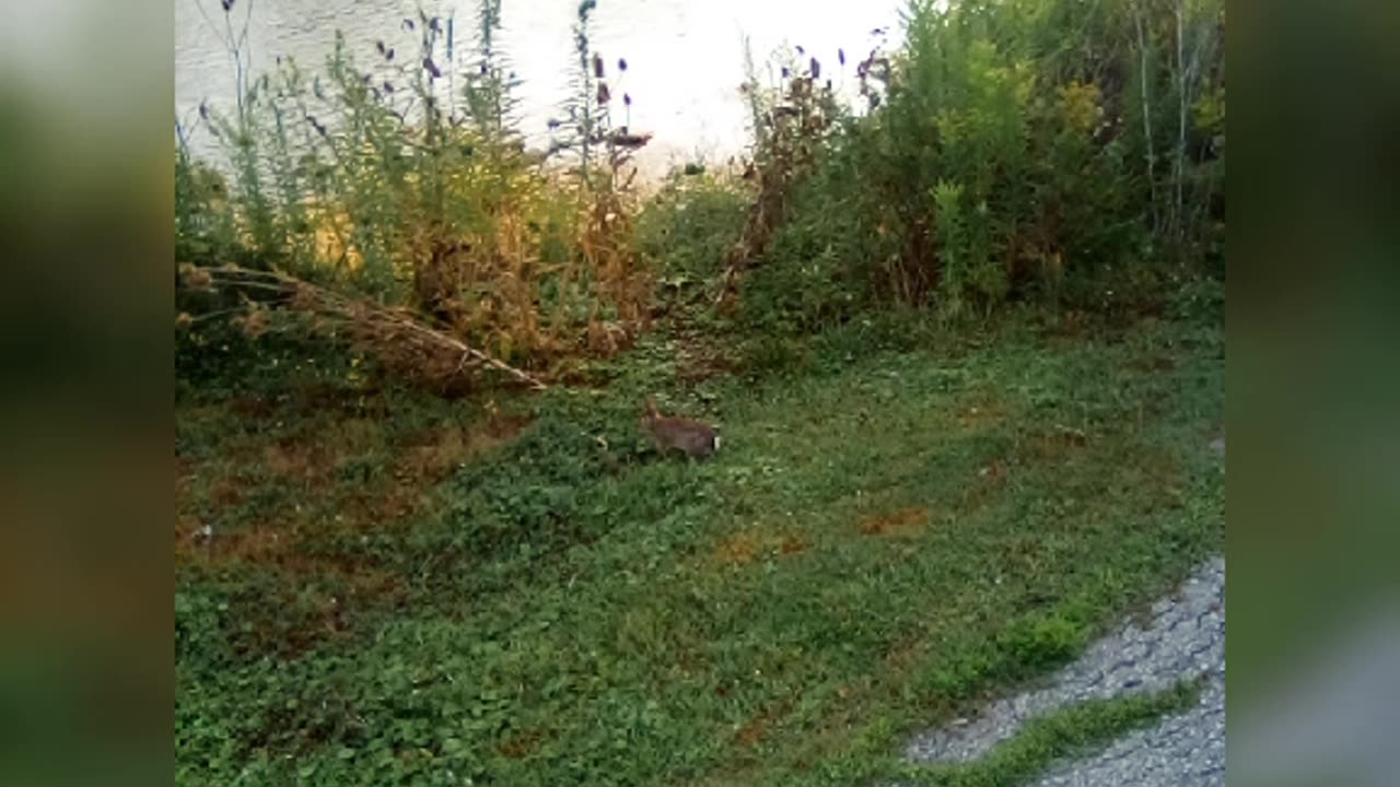 rabbit