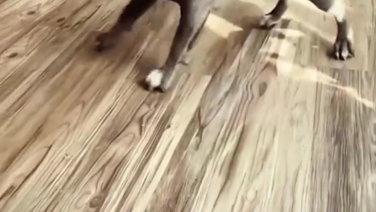 Funny animals