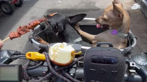 Pinschers in the Bike Basket Eating Barbecue