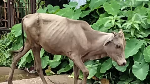 Comment which type of cow this is??