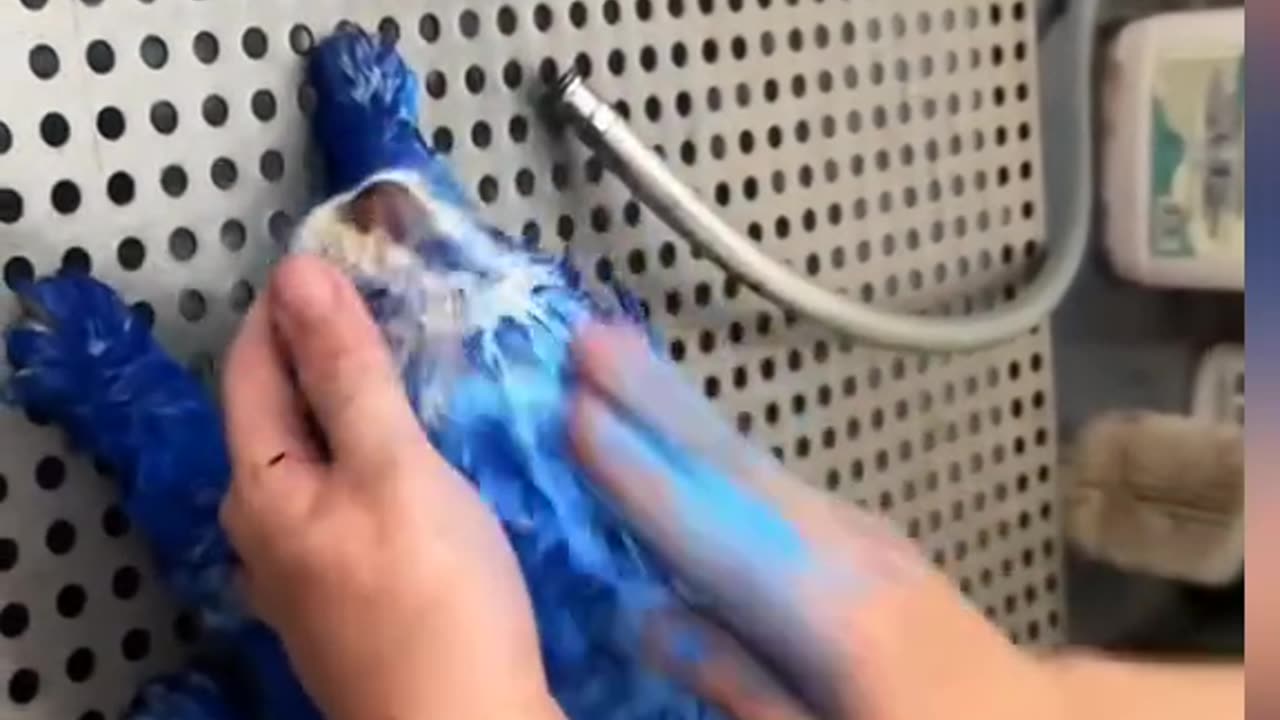 Some bad people paint this puppy for fun