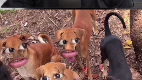 #Funny video 📸