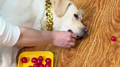 这个拉布拉多估计玩过豌豆射手 This labrador is estimated to have played pea shooter