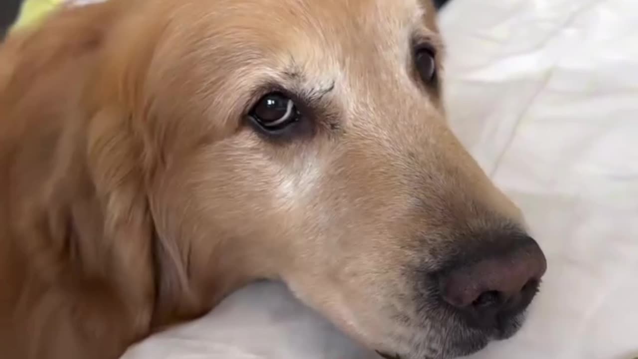 My Cute Dog Propose Me....🐶🌹