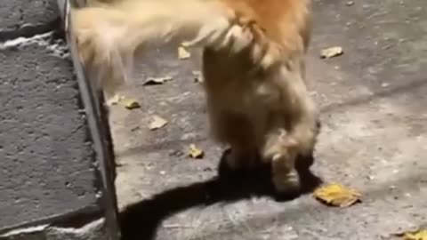 😂🐱 Wait For The Ending... My Cat People Need Me! | FunFM
