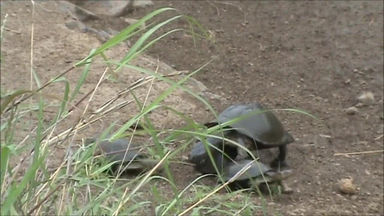 Battle at Kruger- Crocodile vs Tortoises - Continuation!