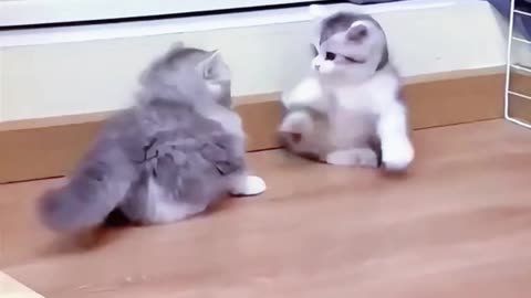 Meet This Cute Kitten 🐾 #cutecat #viral #funnycat