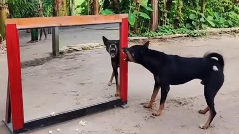 The tiger was fierce at first, but he was honest immediately after being slapped by his master