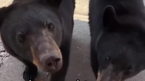 A Bear Never Forgets: The Amazing True Story of Gratitude 🐾
