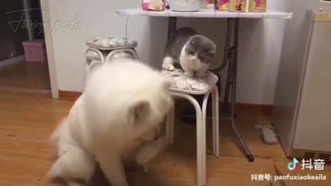 The Silly Side of Pets 🐕🐱💥