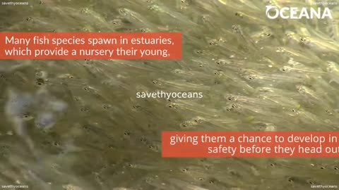 Estuaries Where Rivers Meet The Ocean Oceana