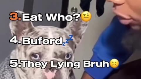 Which Animals Actually Understand Us? (You’ll Be Surprised Who Ranks Highest!)
