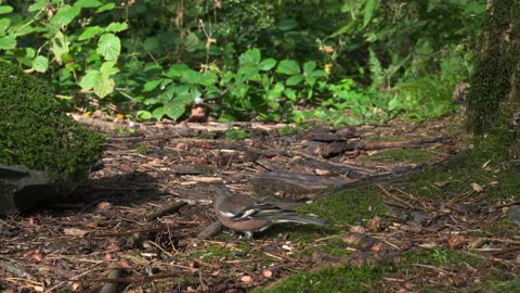 Live : Cat TV for Cats to Watch 😺 Cute Chipmunks, Birds, Squirrels 🐿 Nature Fun 4K HDR