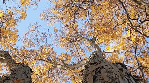 Quality seasonal Hickory leaves action, long form. -W.M.W.F.A