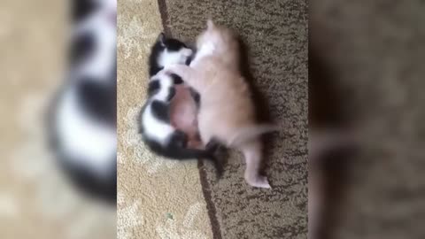 Your Daily Dose of Cuteness 🐾
