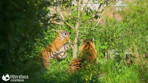 Serene Animal Kingdom in 4K – Relaxing Wildlife Scenes with Calming Melodies