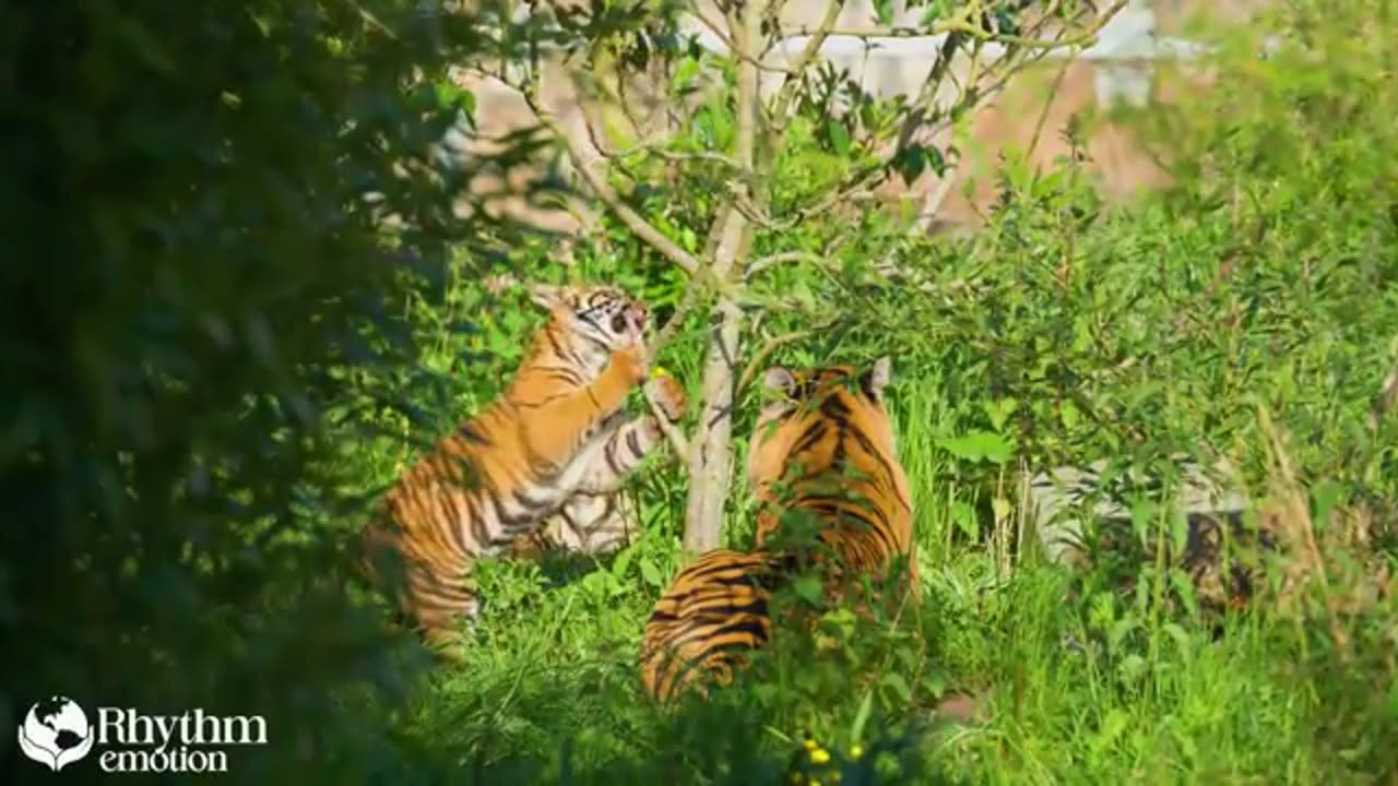 Serene Animal Kingdom in 4K – Relaxing Wildlife Scenes with Calming Melodies