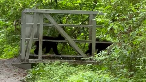 Black Bear Triplets Cross Bridge