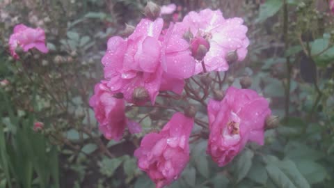 Only Roses on the last day of spring