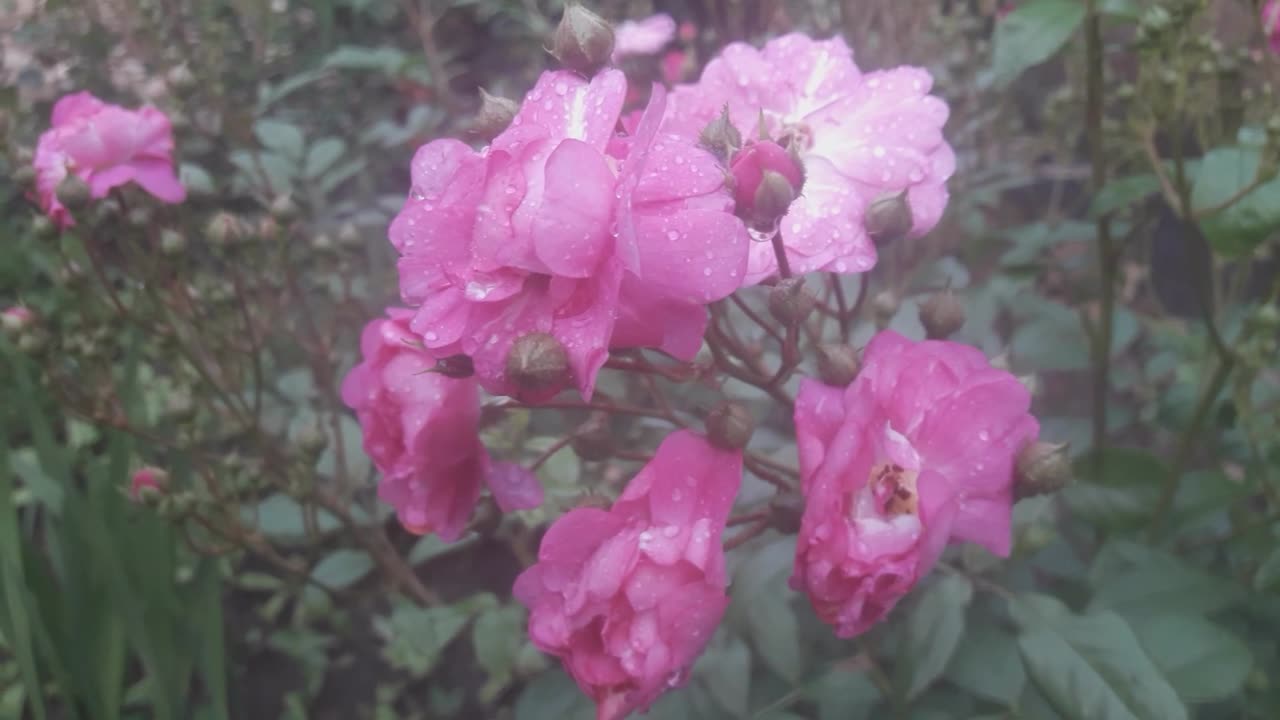 Only Roses on the last day of spring