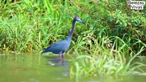 Pantanal: Secrets of the Wild Empire of South America