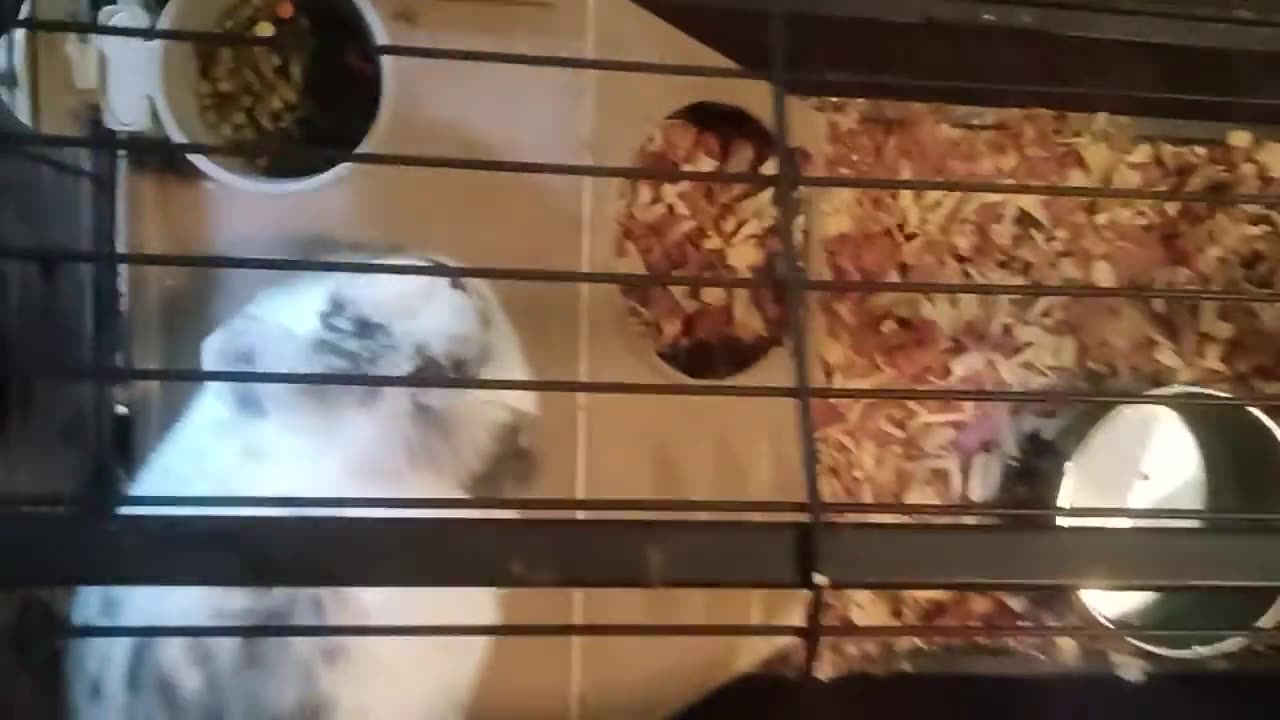 Bunny