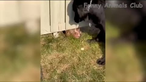 Cats Dogs Playing Together