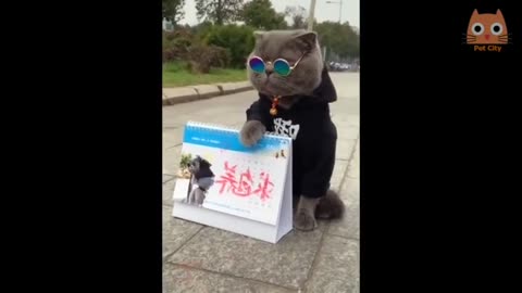 Perros y Gatos Graciosos