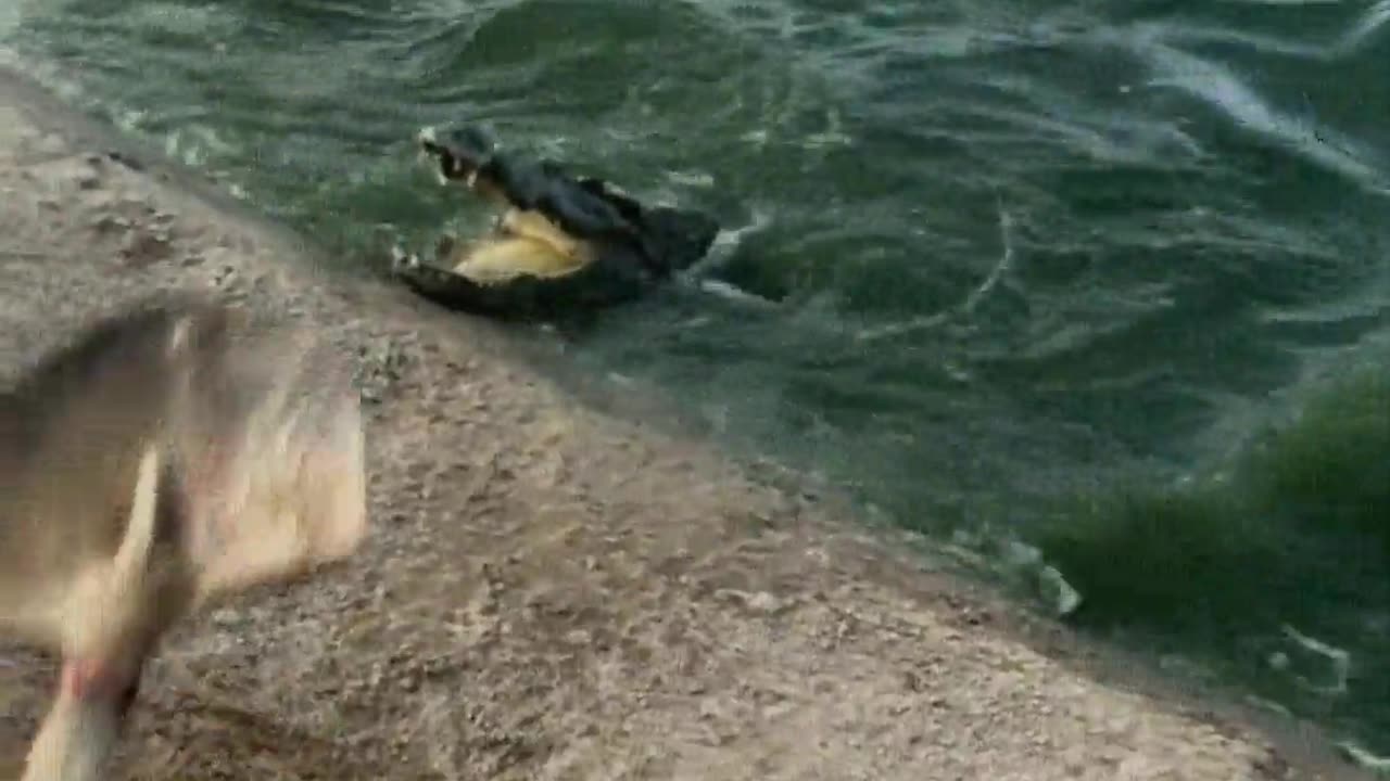 Almost got ambushed by a crocodile.