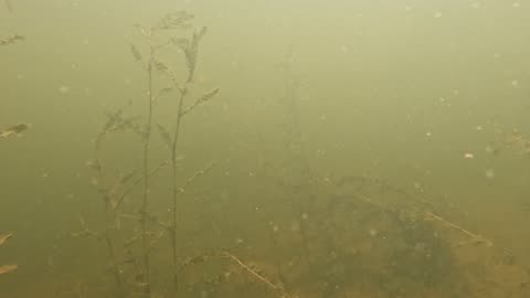 some cloudy water