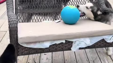 Silly Huskies Can't Reach Ball