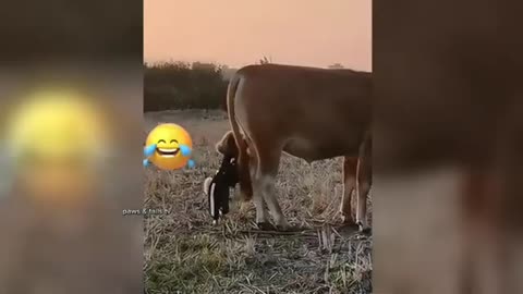 Funny Animals