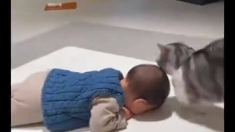 The kitten finds the right opportunity to bully her little master