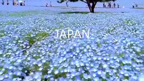 Nature's Symphony Exploring the Untouched Beauty of Japan's Natural Landscapes
