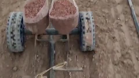 simple seed drill for leafly vegetables #seed #drill #dill #parsley