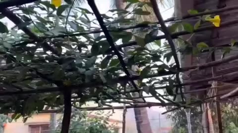 Kokani nature