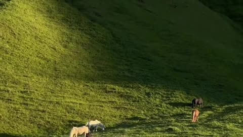 nature