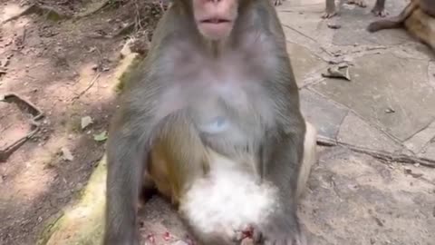 😂🧘‍♂️ Enlightenment in a Turban! This Bro's Instant Bliss | FunFM