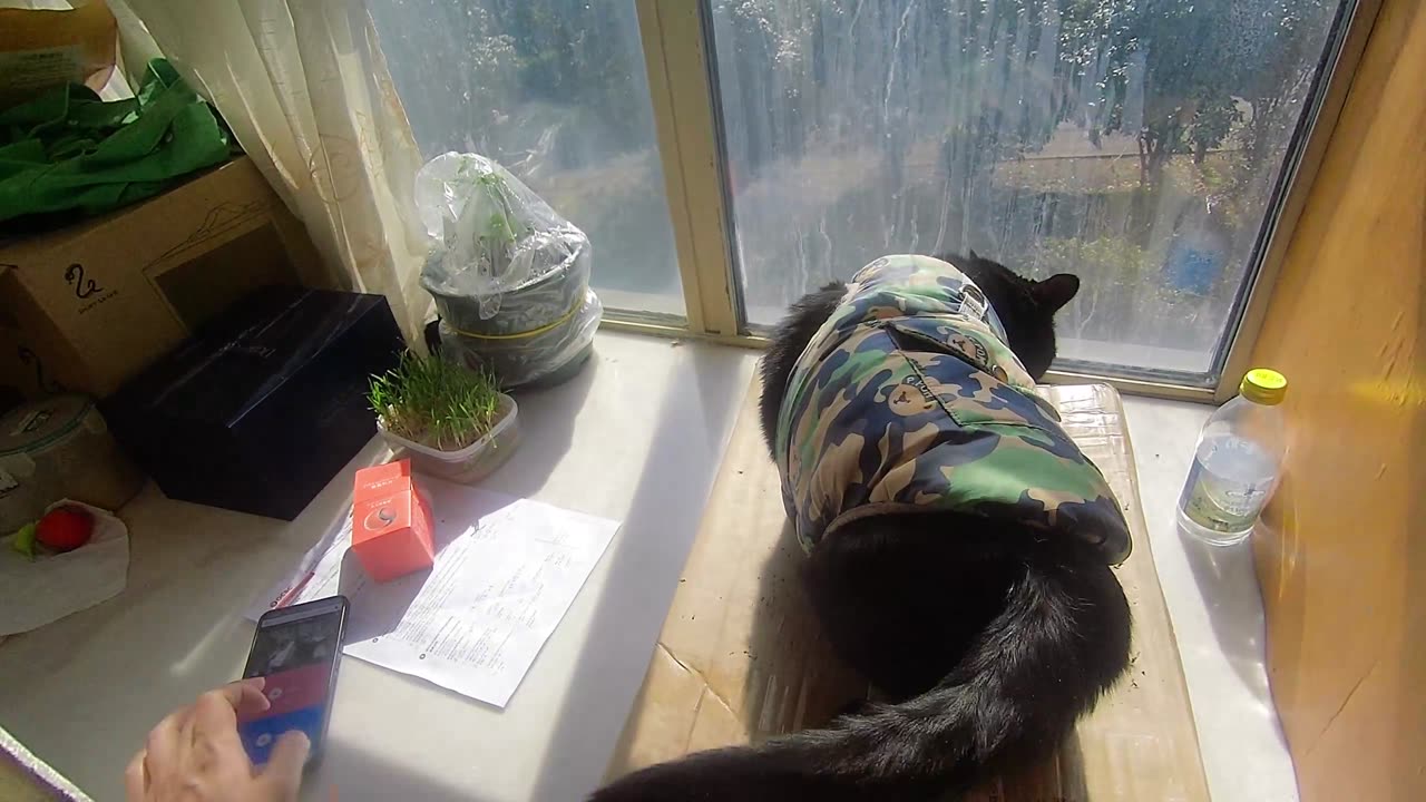 My pet cat vlog, his name is Heihei, 02/08, 2025, kiss him， #catvideo #asmr