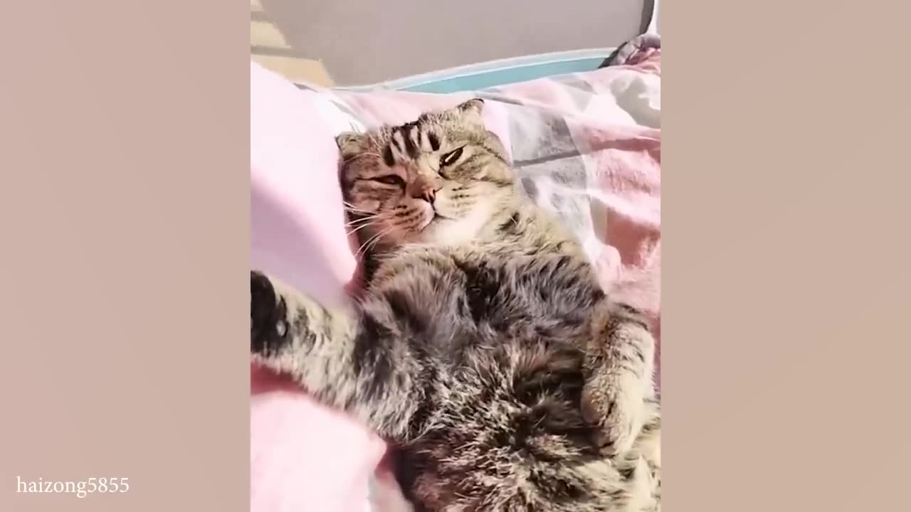 Funny cat