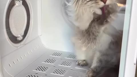 SPA Day